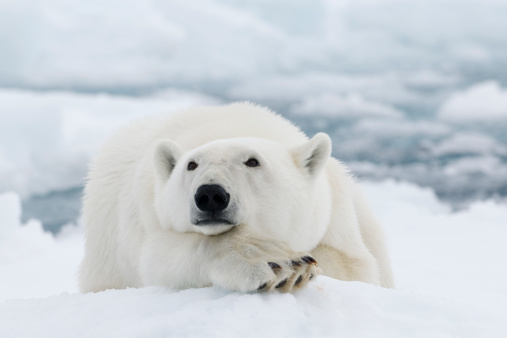 Close-up of polar bear standing on rocks