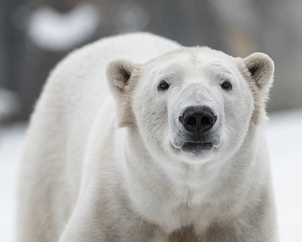Polar bear portrait stock photo