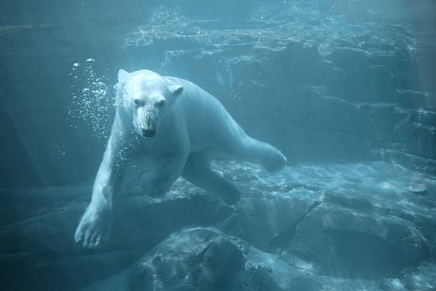 Polar Bear - Swimming Underwater stock photo