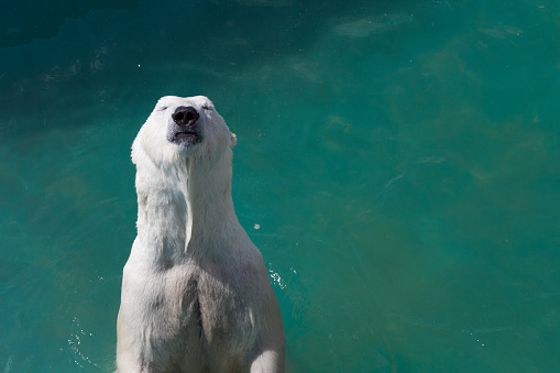 Polar bear swims in the sea. Portrait of a bear close-up . High quality photo