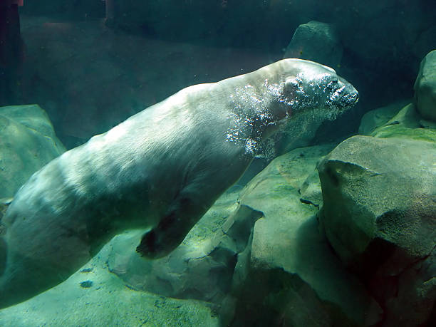 Polar Bear Underwater stock photo