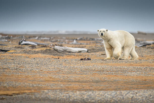 Polar Bear Walking on Land in Alaska stock photo