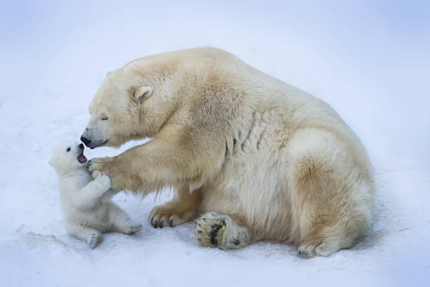Polar bear with mom Polar bear with mom cub stock pictures, royalty-free photos & images