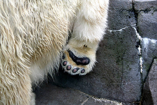 Polar Paw stock photo