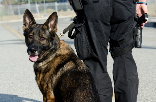 Police Dog Stock Photo - Download Image Now - iStock