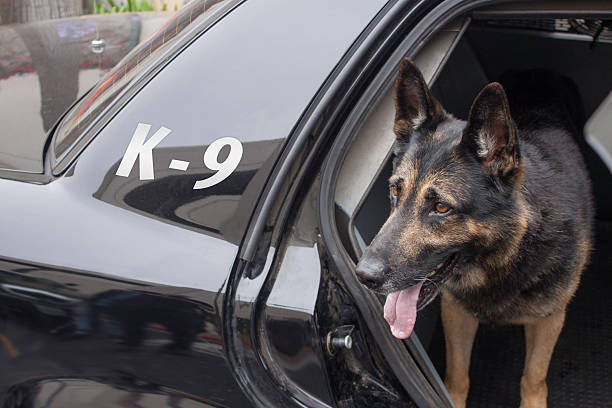 police k-9 in patrol car - hondachtige stockfoto's en -beelden