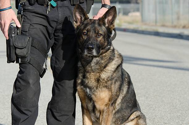 Police K9 K9 dog stock pictures, royalty-free photos & images