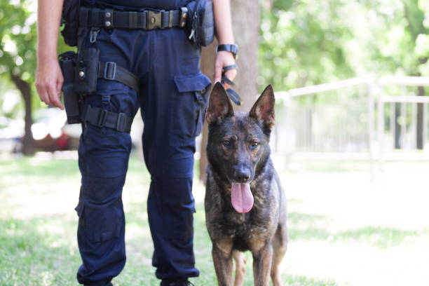 Policeman with Belgian Malinois police dog Policeman with Belgian shepherd police dog guard dog stock pictures, royalty-free photos & images
