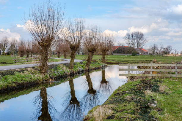 Pollard willows along a ditch in a beautiful agricultural polder landscape close to Rotterdam, the Netherlands stock photo
