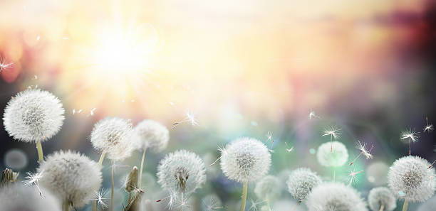 pollination and allergy in spring field of dandelion in sunset dandelion stock pictures, royalty-free photos & images