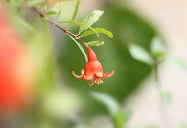 Pomegranate flower stock photo