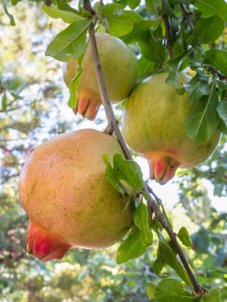 Pomegranate fruits in tree stock photo