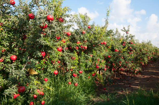 Pomegranate tree plantation stock photo
