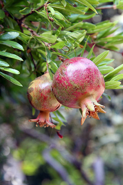 Pomegranates fruit on the tree stock photo