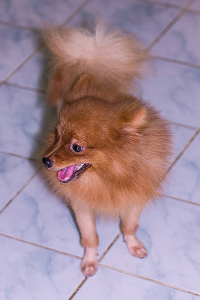 pomeranian on floor