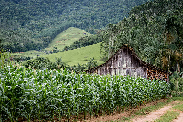 Pomerode Brazil Stock Photos, Pictures & Royalty-Free Images - iStock