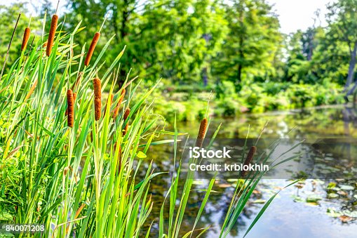 istock Pond and cattails in summer in Kenilworth Park and Aquatic Gardens during Lotus and Water Lily Festival 840071208