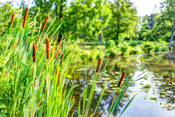 Pond and cattails in summer in Kenilworth Park and Aquatic Gardens during Lotus and Water Lily Festival Pond and cattails in summer in Kenilworth Park and Aquatic Gardens during Lotus and Water Lily Festival pond stock pictures, royalty-free photos & images
