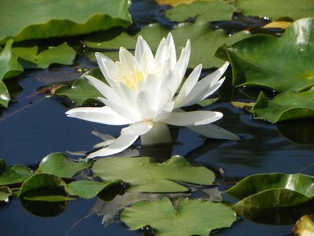 Pond Beacon Lily stock photo