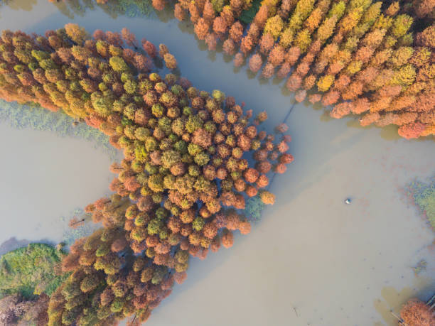 het cipresbos van de vijver in de herfst - bald cypress tree stockfoto's en -beelden