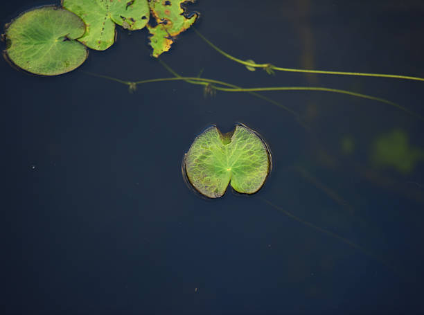 Pond with lily pads located in Everglades, Florida stock photo
