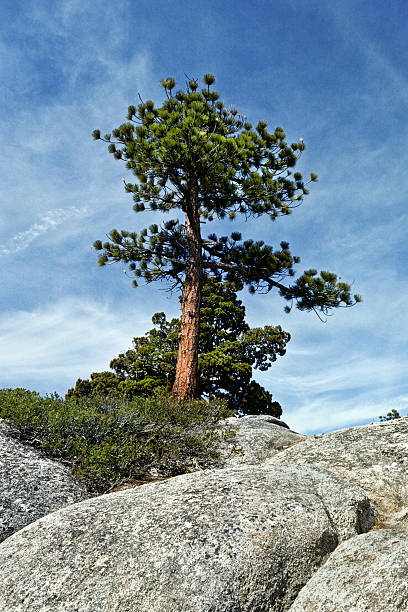 Ponderosa Pine and Granite Boulders A lone Ponderosa Pine (Pinus ponderosa) grows out of the granite boulders near Yosemite Falls, Yosemite National Park, California, USA. jeff goulden yosemite national park stock pictures, royalty-free photos & images