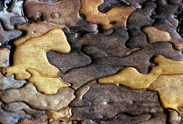 Ponderosa Pine Bark Close-up of Ponderosa Pine Bark photographed in Yosemite National Park in 1978.  Scanned from Kodachrome slide. ponderosa pine tree stock pictures, royalty-free photos & images