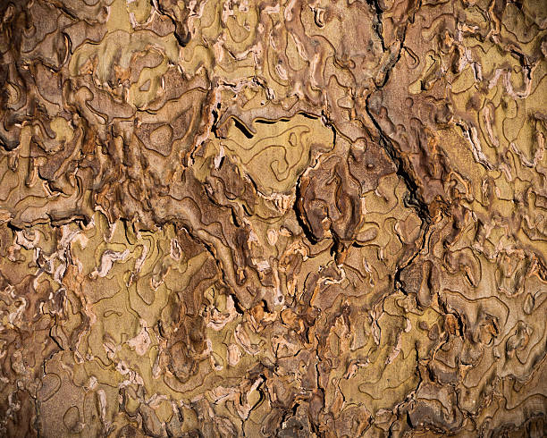 Ponderosa Pine Bark Tree bark of a Ponderosa Pine in Yosemite. ponderosa pine tree stock pictures, royalty-free photos & images