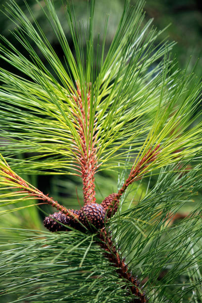 Ponderosa Pine Branch And Cones. The Montana State Tree Close up of Ponderosa Pine Branch With Cones. Bigfork Montana. ponderosa pine tree stock pictures, royalty-free photos & images