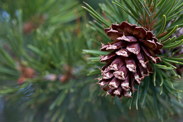 Ponderosa Pine Cone Horizontal (pinus ponderosa) A ponderosa pine cone hangs on a branch ready to release it's seeds. ponderosa pine tree stock pictures, royalty-free photos & images