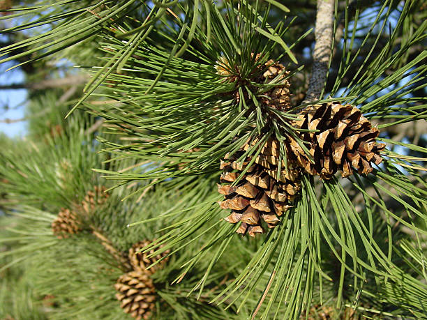 ponderosa pine cones, close up on the tree stock photo