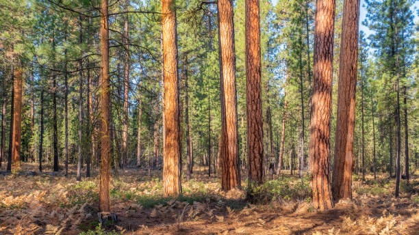 Ponderosa Pine Forest A group of Ponderosa Pines in a forest scene ponderosa pine tree stock pictures, royalty-free photos & images