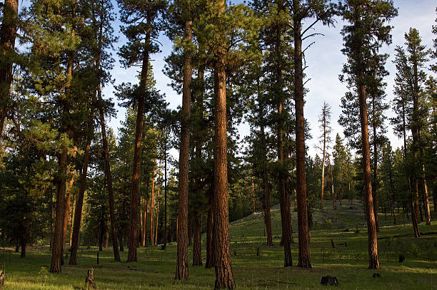Ponderosa Pine forest  ponderosa pine tree stock pictures, royalty-free photos & images