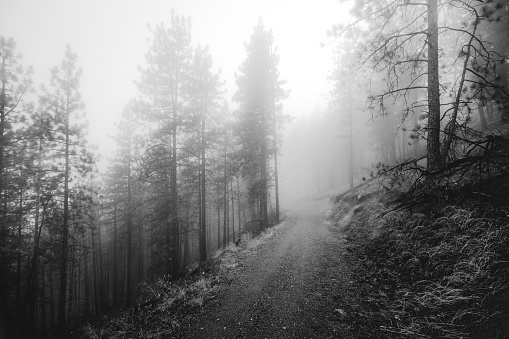 Ponderosa Pine Forest  Spokane  Stock Photo Download Image 