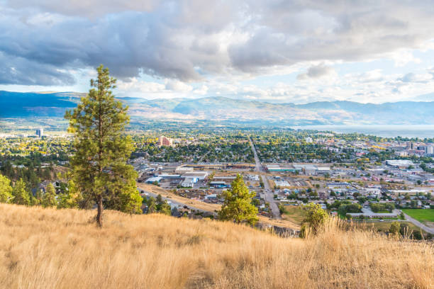 Ponderosa pine trees and grasses on Knox Mountain with view of city of Kelowna and mountains in distance View from Knox Mountain of city of Kelowna, British Columbia, Canada ponderosa pine tree stock pictures, royalty-free photos & images