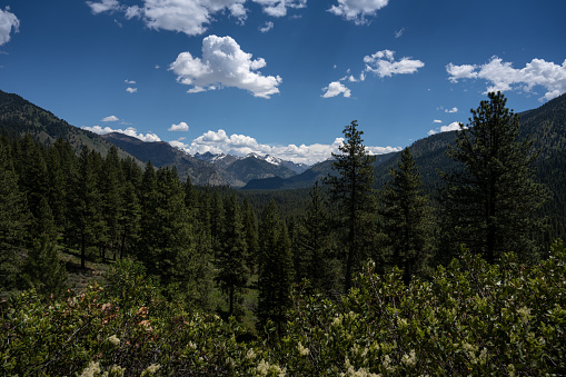 Ponderosa Pines (Pinus ponderosa) and mountains in  Boise National Forest