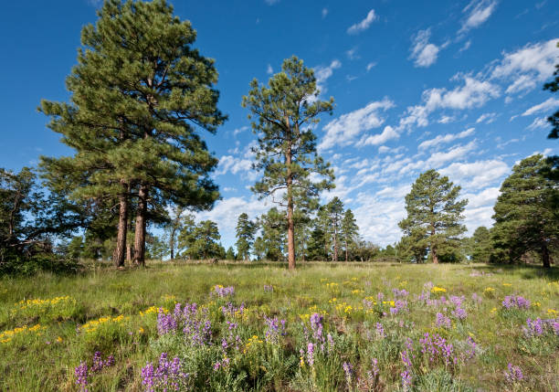 Ponderosa Pines in a Meadow After the Summer Monsoon rains, wildflowers bloom in fields and forests all over Flagstaff, Arizona, USA. flagstaff arizona stock pictures, royalty-free photos & images