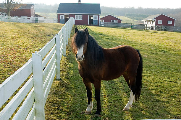 pony on farm stock photo