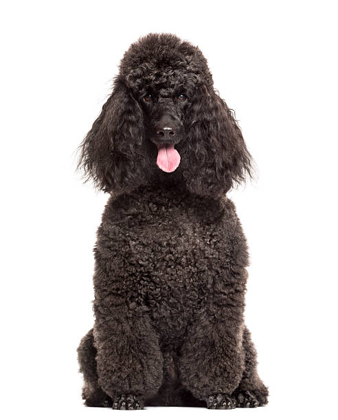 Poodle sitting in front of a white background Poodle sitting in front of a white background poodle stock pictures, royalty-free photos & images