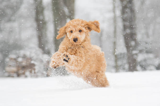 Poodle snow fun Poodle puppy in the snowy Vienna Woods, Austria  - Pudelwelpe im verschneiten Wienerwald, Österreich poodle stock pictures, royalty-free photos & images