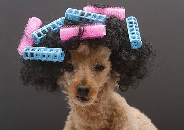 Image result for dog in curlers