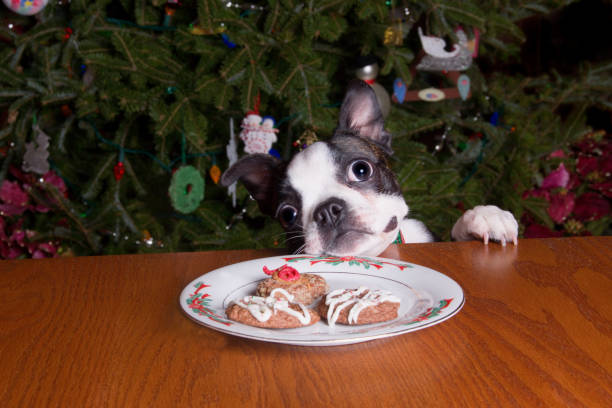 Poopsie Christmas Chin on Plate of Cookies stock photo