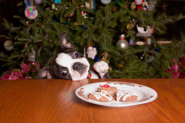 Poopsie Christmas Reaching for Cookies stock photo