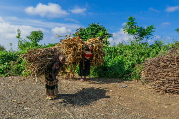 Poor Ethiopian Women going home with a Big Amount of Straw Grass from the warm on the rural road stock photo