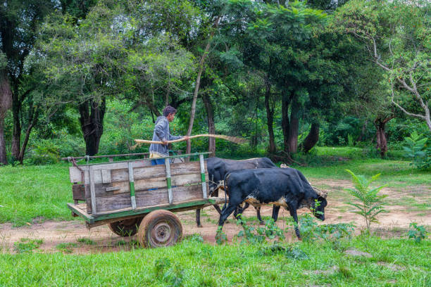 A poor farmer with ox cart in the Paraguayan jungle. stock photo