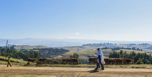 Poor Shepherd grazing the goats in the Green Valley of Simien Mountains stock photo