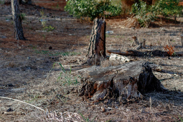 Poorly cut pine tree stump and burned in South Florida near Everglades stock photo