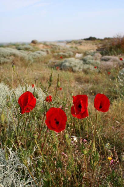 Poppies at ANZAC Cove, Gallipoli, Turkey stock photo