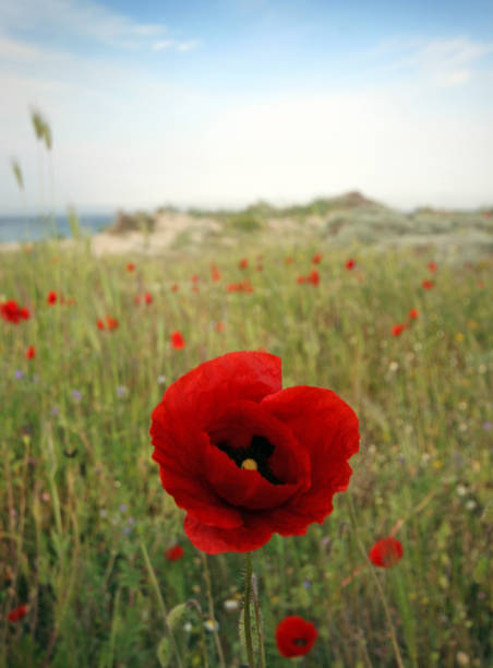Poppies at ANZAC Cove, Gallipoli, Turkey stock photo