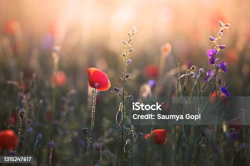 istock Poppies at Sunset 1315247617